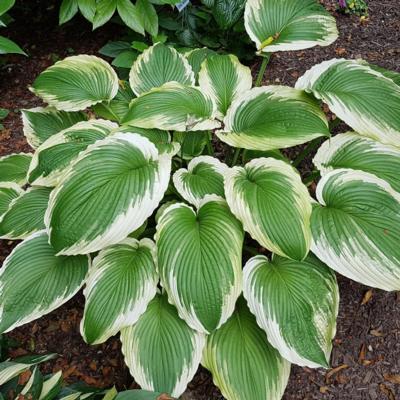 Hosta 'Bridal Falls' Hosta 'Bridal Falls'